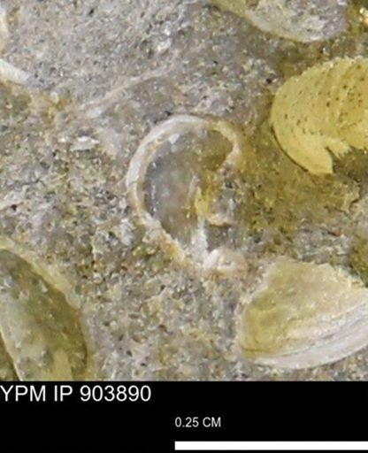 undet. Mollusca