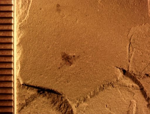undet. Coleoptera