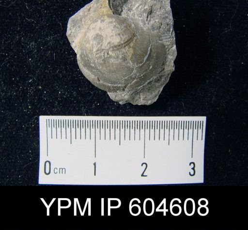Rhipidomella sp.