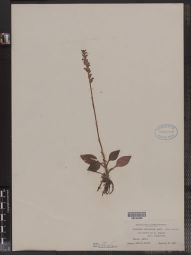 Goodyera tesselata