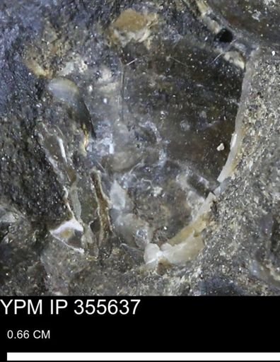 undet. Mollusca