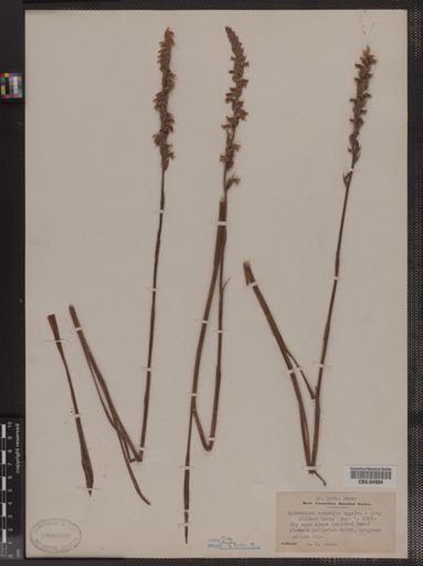 Spiranthes vernalis