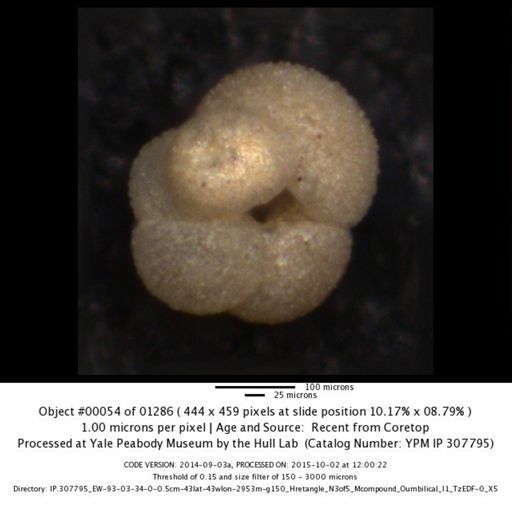 undet. Foraminiferida