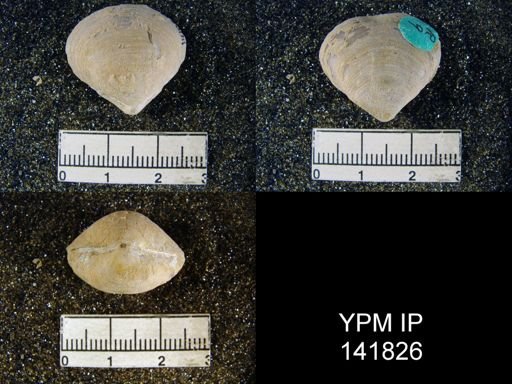 Athyris capillata