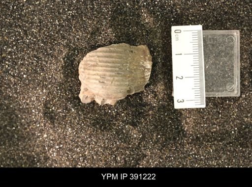 Scaphitidae