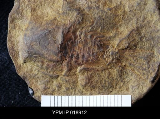 Anthracaris gracilis