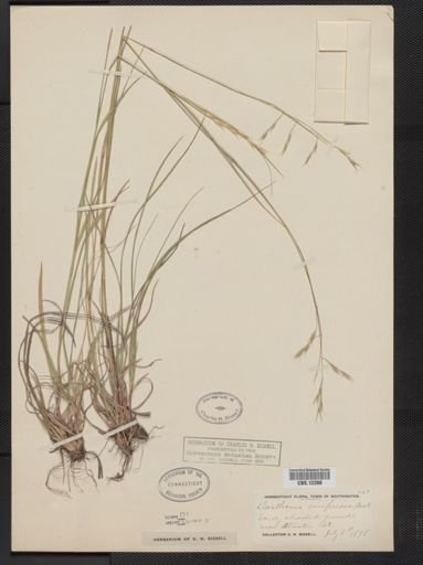 Danthonia compressa