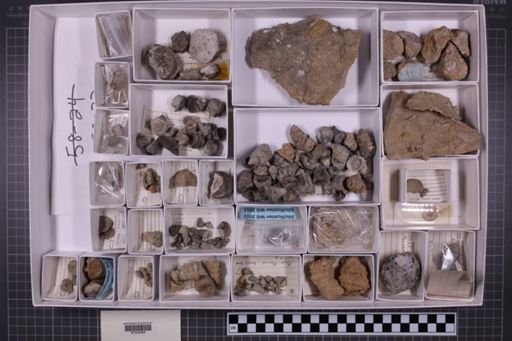 mixed taxa, stratigraphic collection