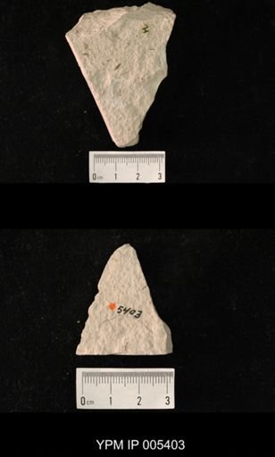 Permembia delicatula