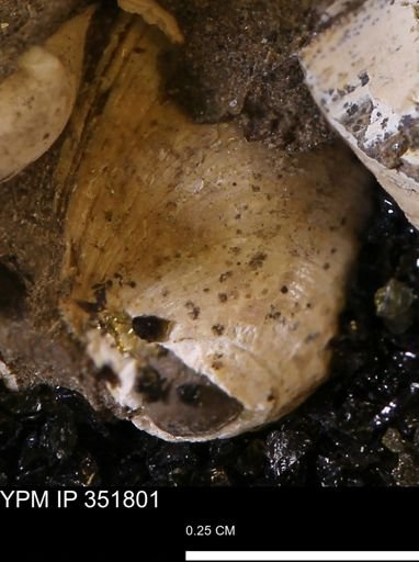 Limopsis striatopunctatus
