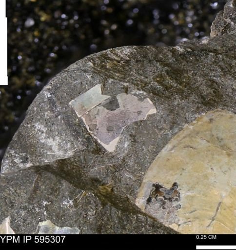 undet. Ammonoidea