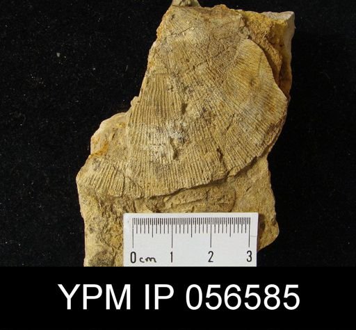 Leptostrophia beckii