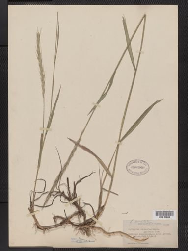 Elymus repens