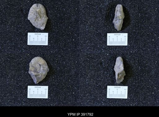 Scaphites whitfieldi