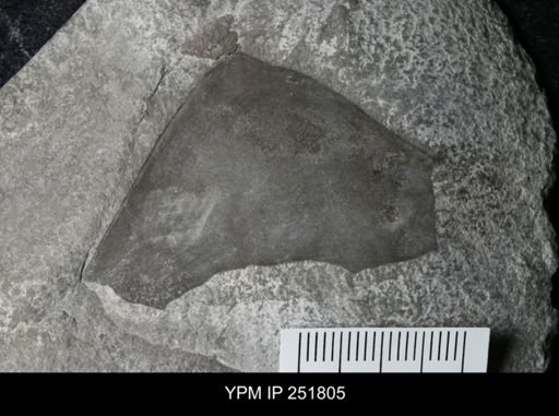 undet. Eurypterida