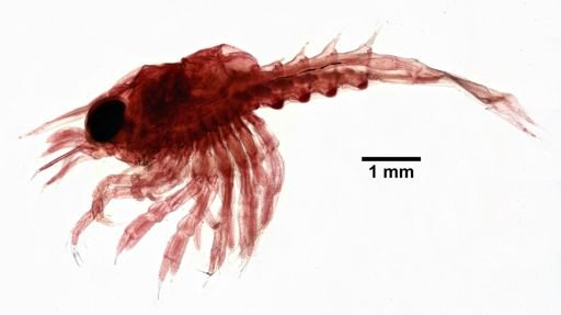 Homarus americanus