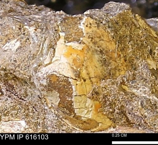 undet. Bivalvia