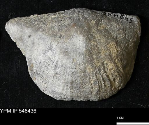 Stropheodonta kemperi