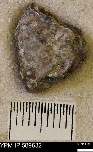 Hoploscaphites comprimus