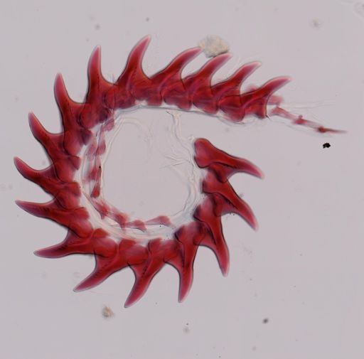Flabellina salmonacea