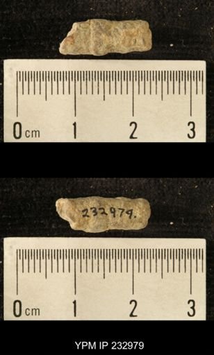 Archaeocidaris sp.