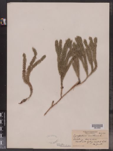 Lycopodium annotinum