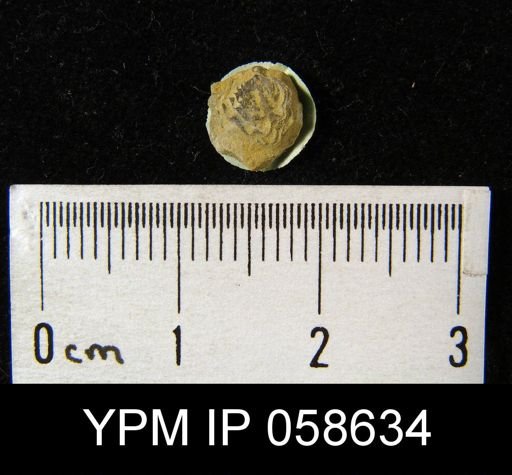 Atrypina imbricata