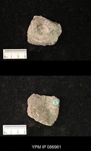 Nautiloidea