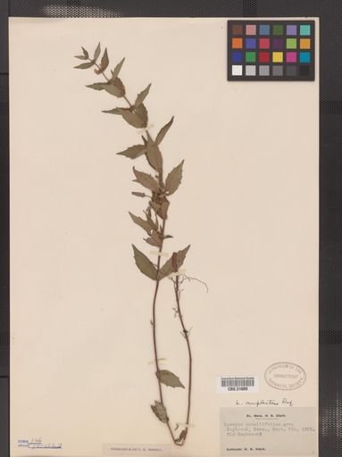 Lycopus amplectens