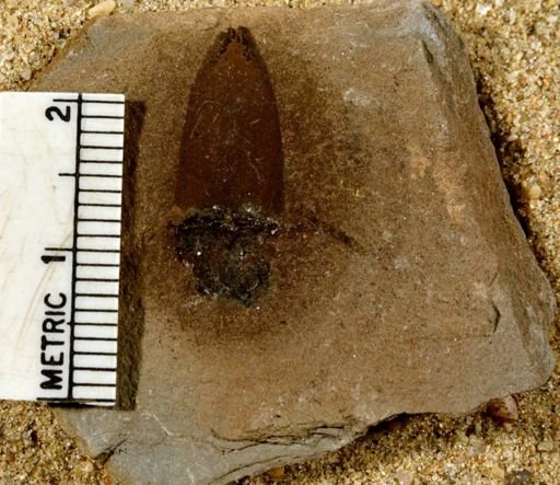 Lepidostrobus sp.