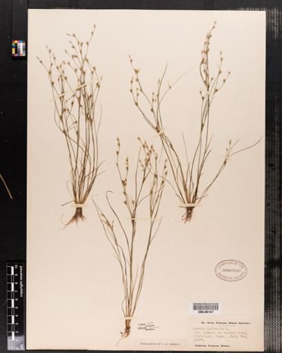 Plantae