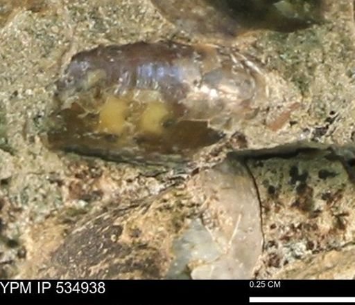 undet. Scaphitidae