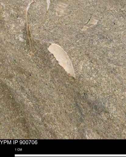 Protocardia subquadrata