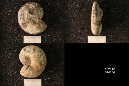 Hoploscaphites nicolletii