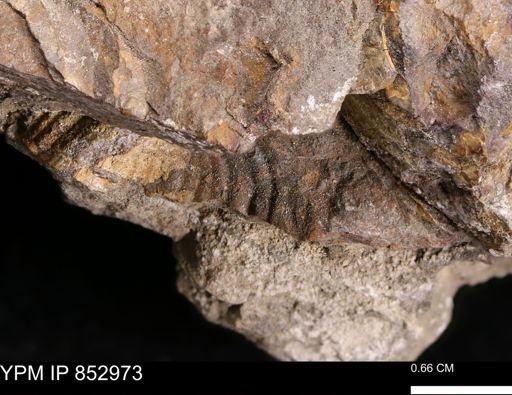 Inoceramus cf. acutiplicata