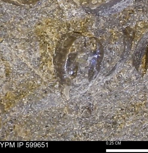 Protocardia subquadrata
