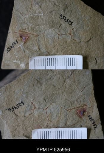 undet. Graptolithina