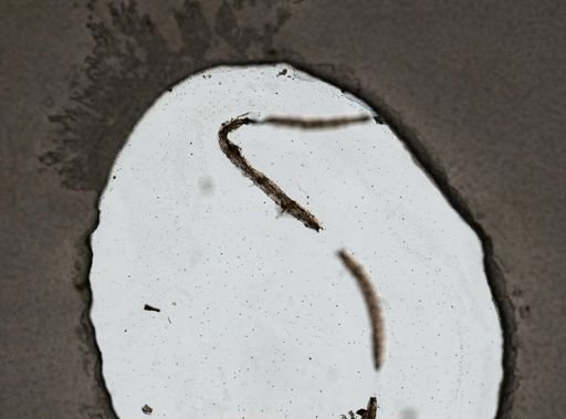 Stephanoceros fimbriatus