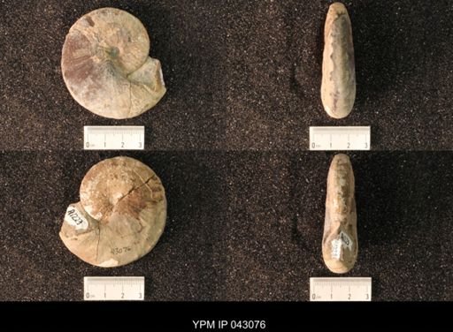 Hoploscaphites nicolletii