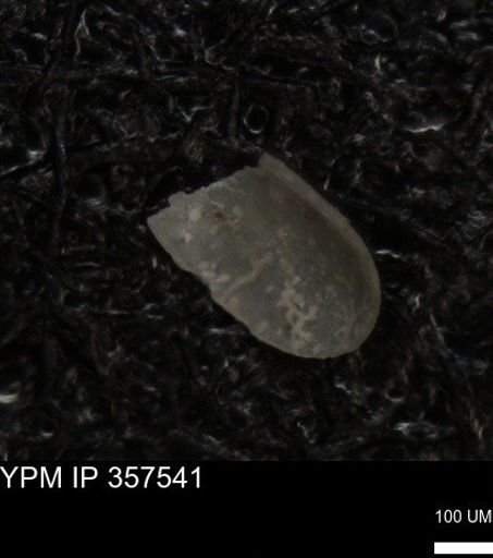 undet. Ostracoda