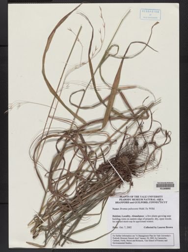 Bromus pubescens