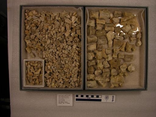 Palaeosyops sp.