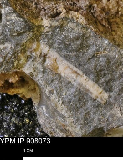 undet. Mollusca