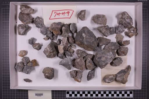 mixed taxa, stratigraphic collection