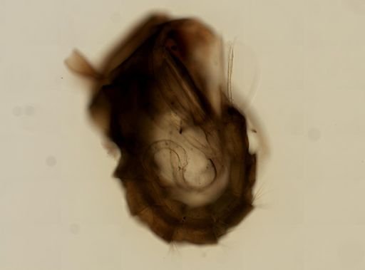Anopheles
