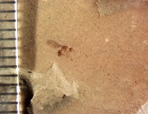 Diptera?