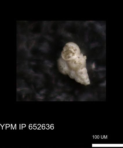 undet. Foraminiferida