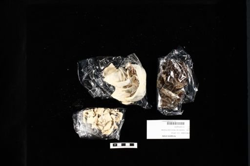 Terrapene ornata