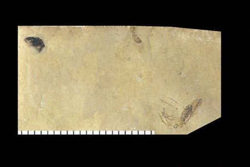 Bibionidae?
