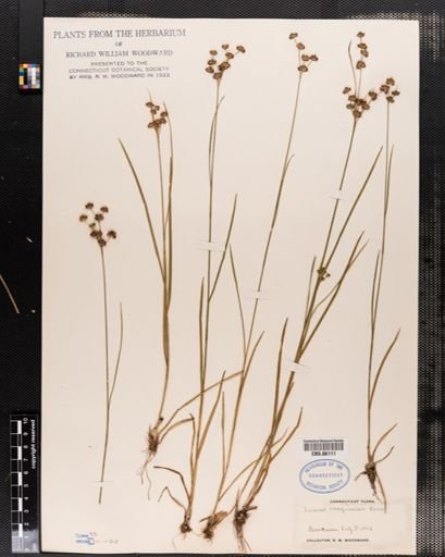 Juncus marginatus